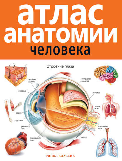 Атлас анатомии человека — Группа авторов