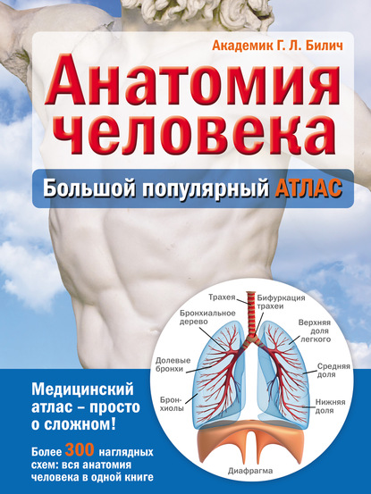 Анатомия человека. Большой популярный атлас — Г. Л. Билич