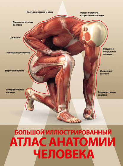 Большой иллюстрированный атлас анатомии человека — А. А. Спектор