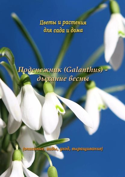 Подснежник (Galanthus) – дыхание весны — Федор Кольцов