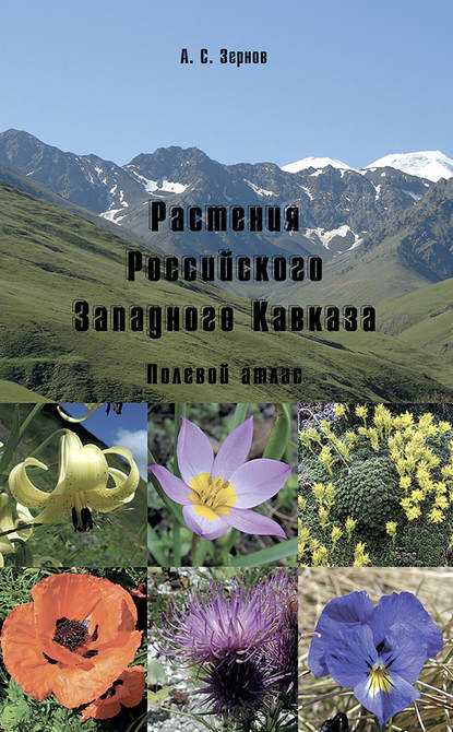 Растения Российского Западного Кавказа. Полевой атлас — А. С. Зернов