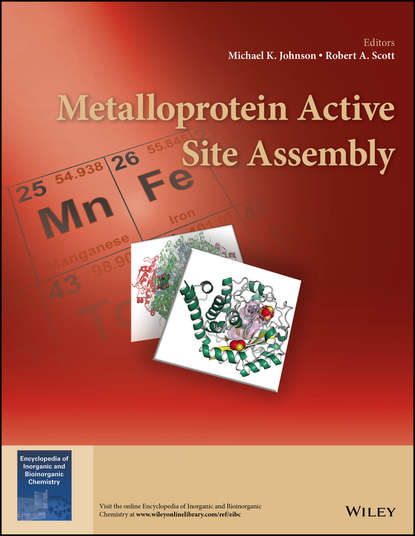 Metalloprotein Active Site Assembly — Группа авторов